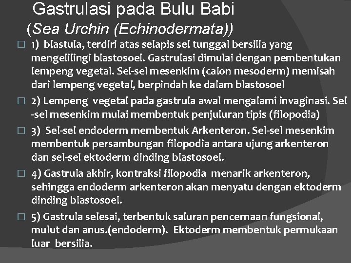 Gastrulasi pada Bulu Babi (Sea Urchin (Echinodermata)) � � � 1) blastula, terdiri atas