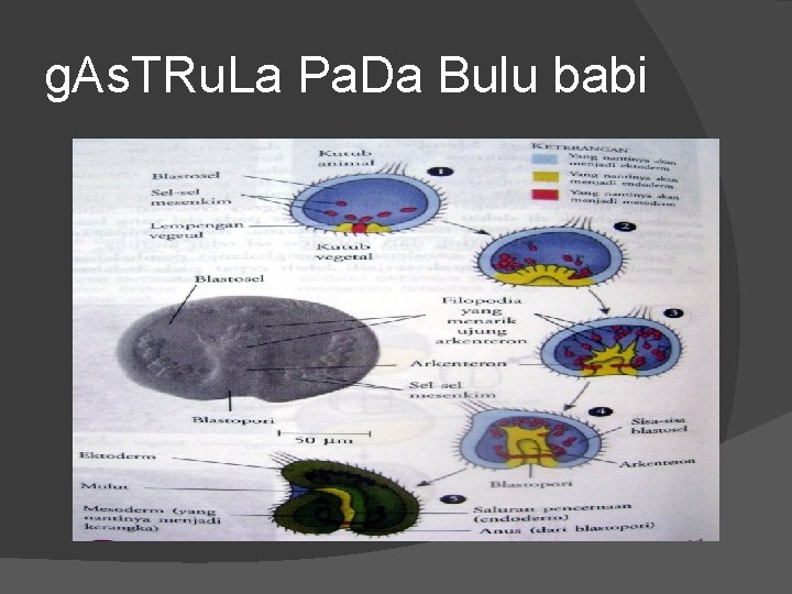 g. As. TRu. La Pa. Da Bulu babi 