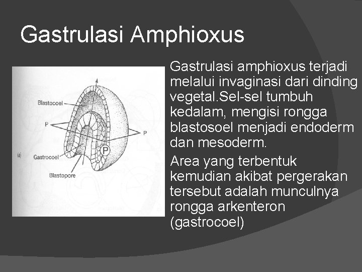 Gastrulasi Amphioxus Gastrulasi amphioxus terjadi melalui invaginasi dari dinding vegetal. Sel-sel tumbuh kedalam, mengisi