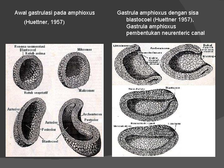 Awal gastrulasi pada amphioxus (Huettner, 1957) Gastrula amphioxus dengan sisa blastocoel (Huettner 1957), Gastrula