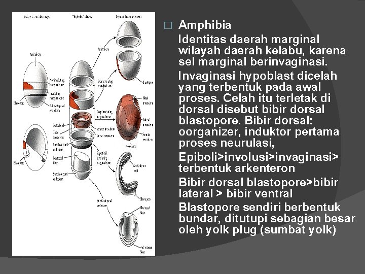� Amphibia Identitas daerah marginal wilayah daerah kelabu, karena sel marginal berinvaginasi. Invaginasi hypoblast