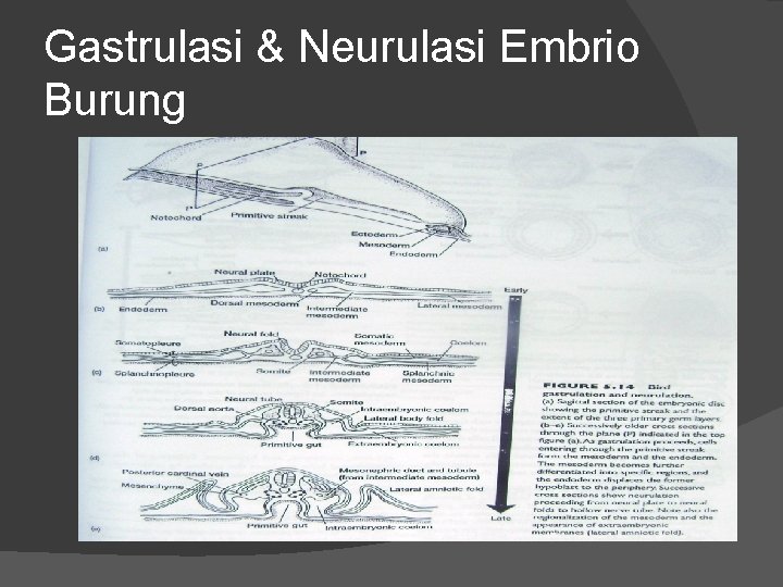 Gastrulasi & Neurulasi Embrio Burung 