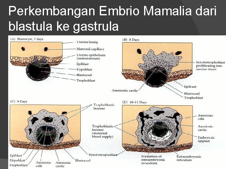 Perkembangan Embrio Mamalia dari blastula ke gastrula 