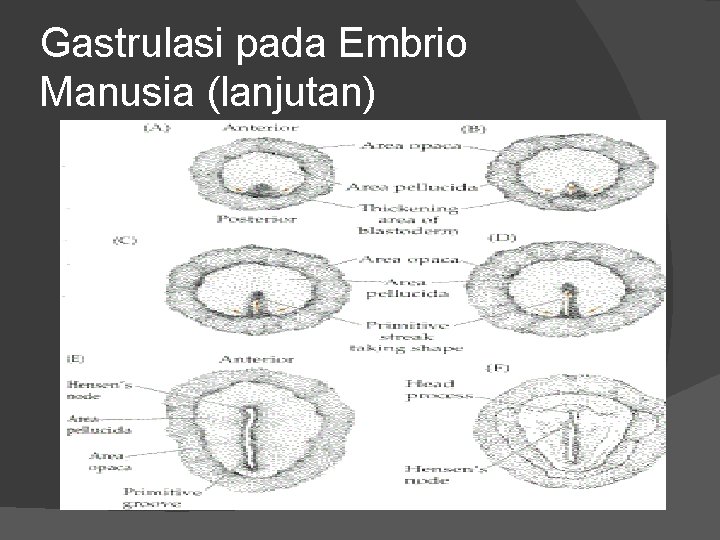 Gastrulasi pada Embrio Manusia (lanjutan) 