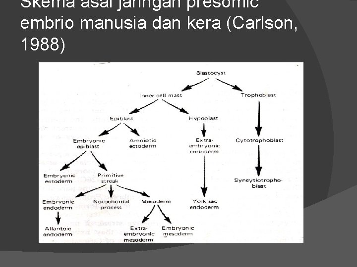 Skema asal jaringan presomic embrio manusia dan kera (Carlson, 1988) 
