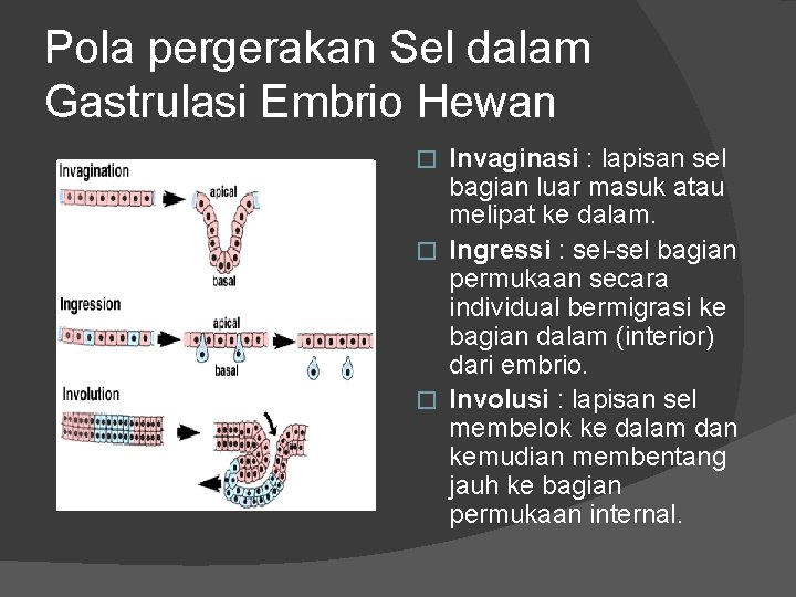 Pola pergerakan Sel dalam Gastrulasi Embrio Hewan Invaginasi : lapisan sel bagian luar masuk