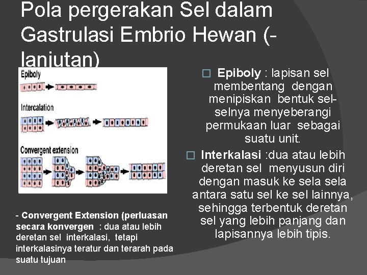 Pola pergerakan Sel dalam Gastrulasi Embrio Hewan (lanjutan) � Epiboly : lapisan sel -