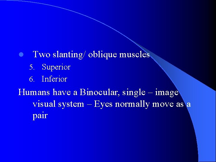 l Two slanting/ oblique muscles 5. Superior 6. Inferior Humans have a Binocular, single