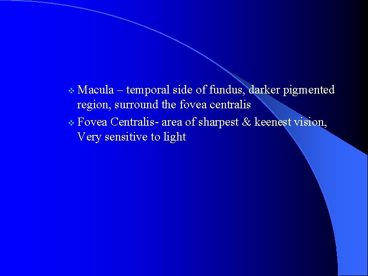 Macula – temporal side of fundus, darker pigmented region, surround the fovea centralis v