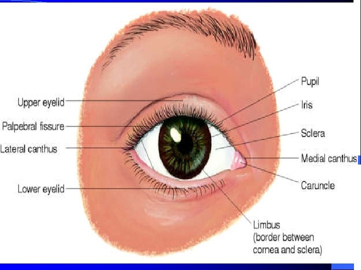 External Anatomy 