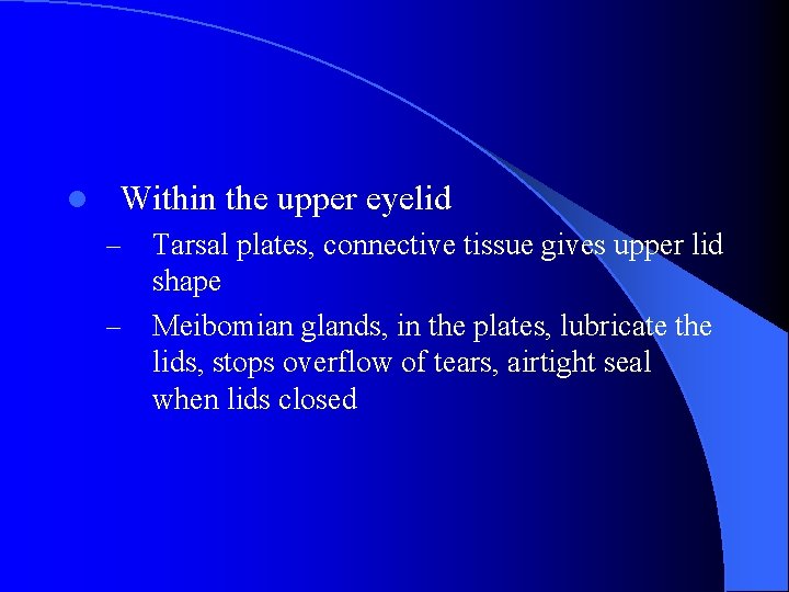 l Within the upper eyelid – – Tarsal plates, connective tissue gives upper lid