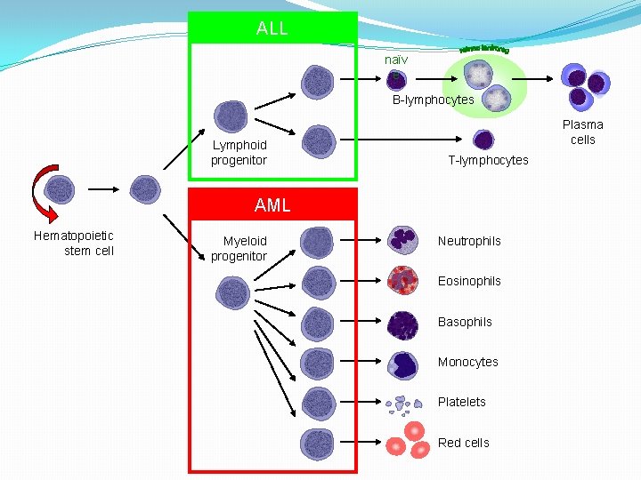ALL naïv e B-lymphocytes Lymphoid progenitor Plasma cells T-lymphocytes AML Hematopoietic stem cell Myeloid ALL naïv e B-lymphocytes Lymphoid progenitor Plasma cells T-lymphocytes AML Hematopoietic stem cell Myeloid