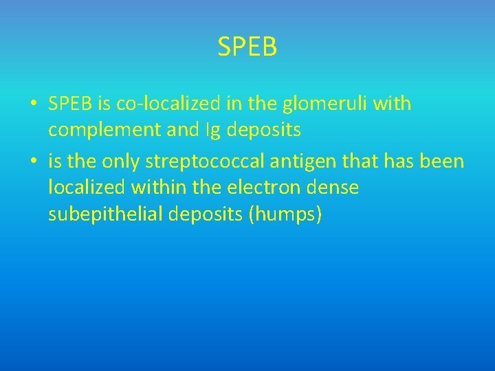 SPEB • SPEB is co-localized in the glomeruli with complement and Ig deposits •