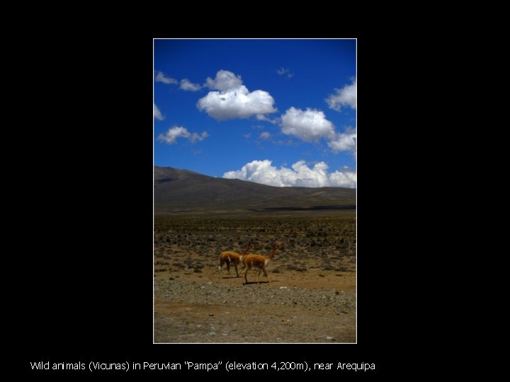 Wild animals (Vicunas) in Peruvian “Pampa” (elevation 4, 200 m), near Arequipa 