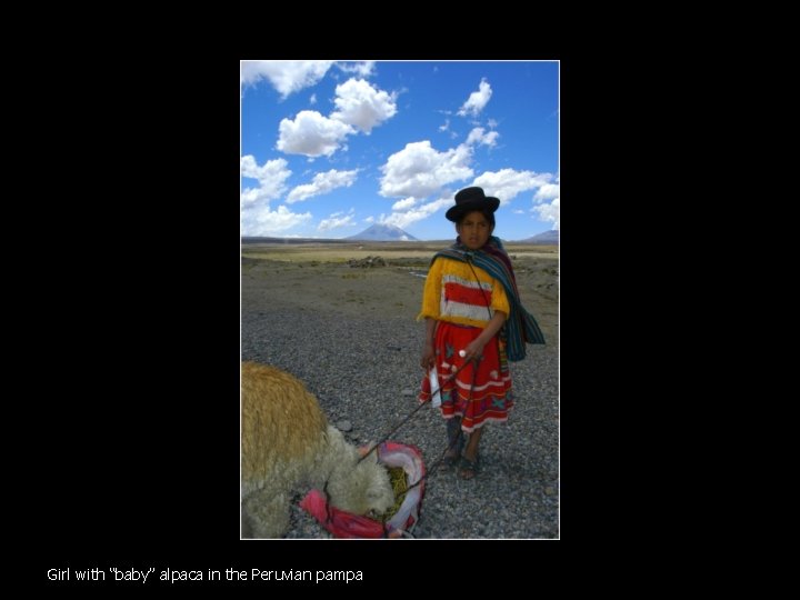 Girl with “baby” alpaca in the Peruvian pampa 