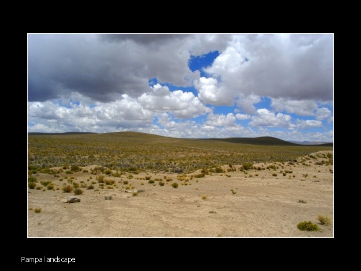 Pampa landscape 