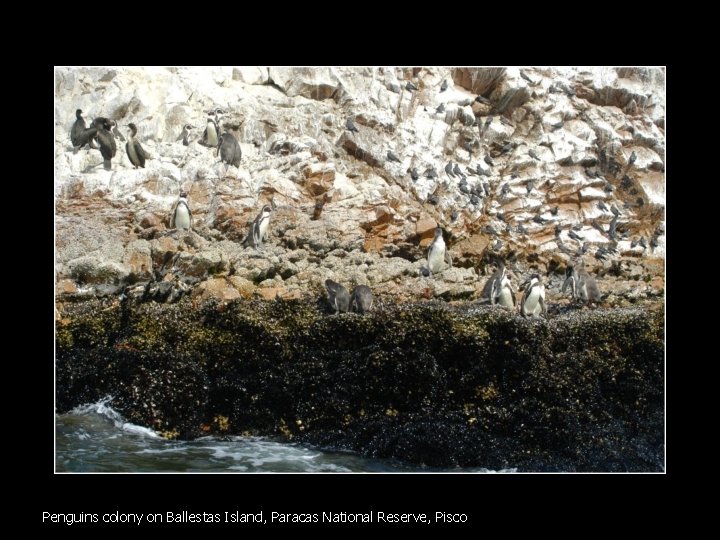 Penguins colony on Ballestas Island, Paracas National Reserve, Pisco 