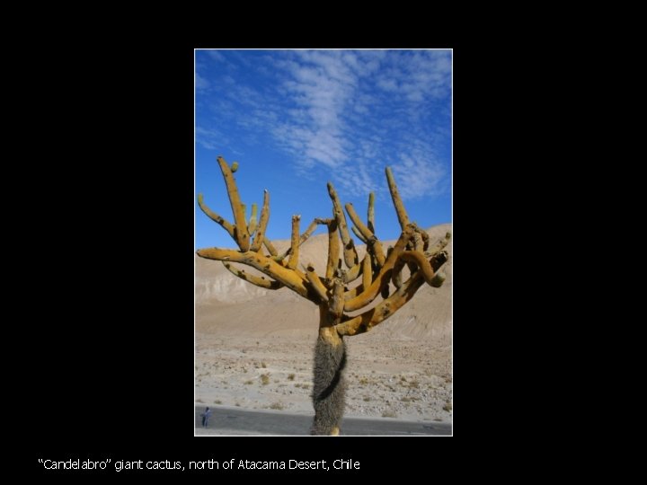 “Candelabro” giant cactus, north of Atacama Desert, Chile 