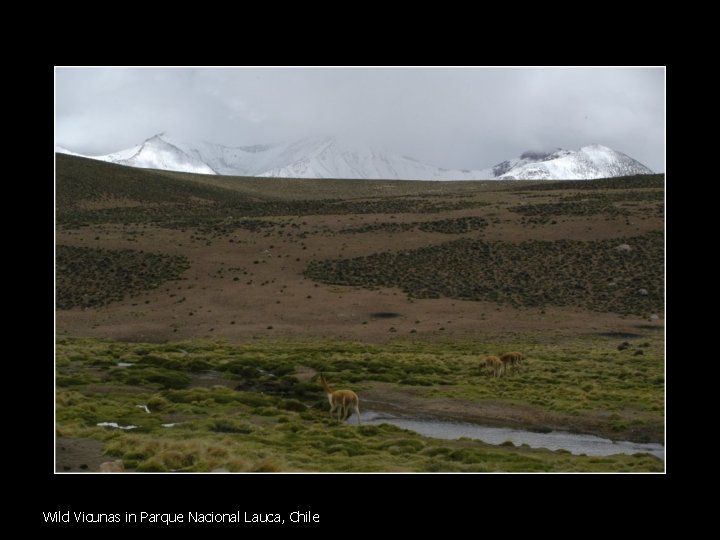 Wild Vicunas in Parque Nacional Lauca, Chile 