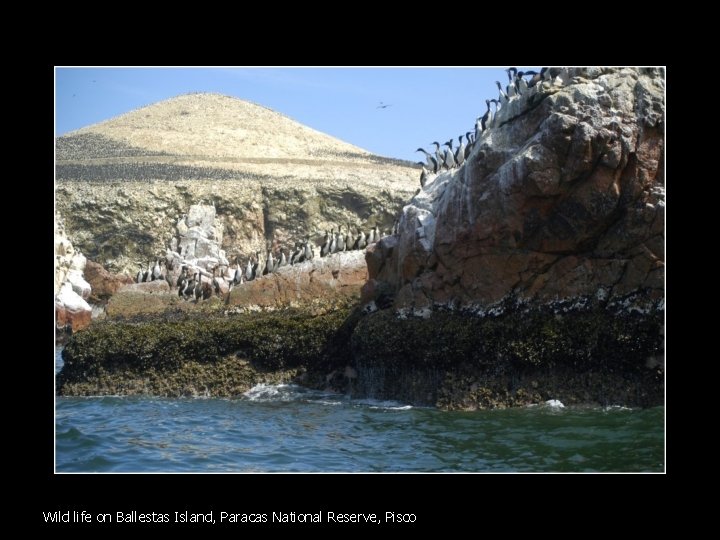 Wild life on Ballestas Island, Paracas National Reserve, Pisco 