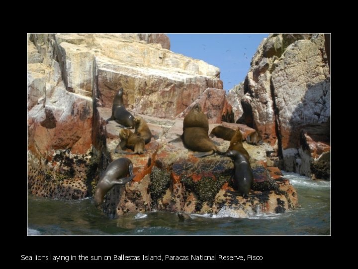 Sea lions laying in the sun on Ballestas Island, Paracas National Reserve, Pisco 