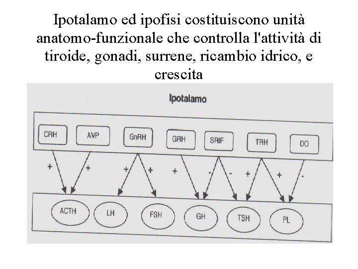 Ipotalamo ed ipofisi costituiscono unità anatomo-funzionale che controlla l'attività di tiroide, gonadi, surrene, ricambio