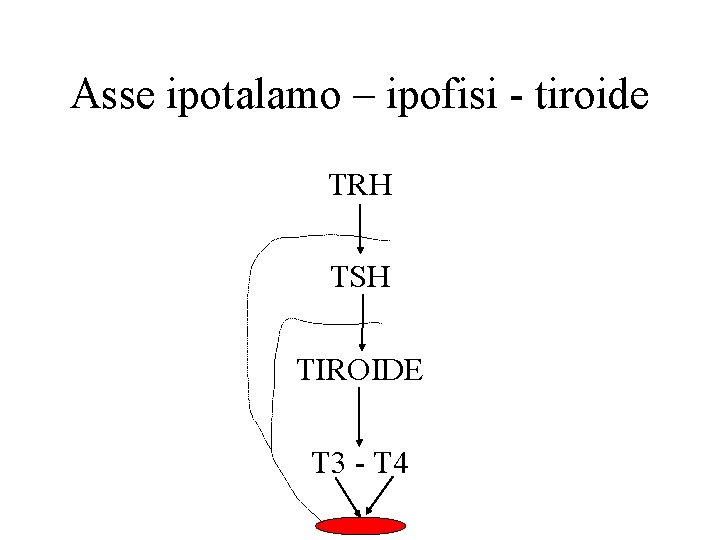 Asse ipotalamo – ipofisi - tiroide TRH TSH TIROIDE T 3 - T 4