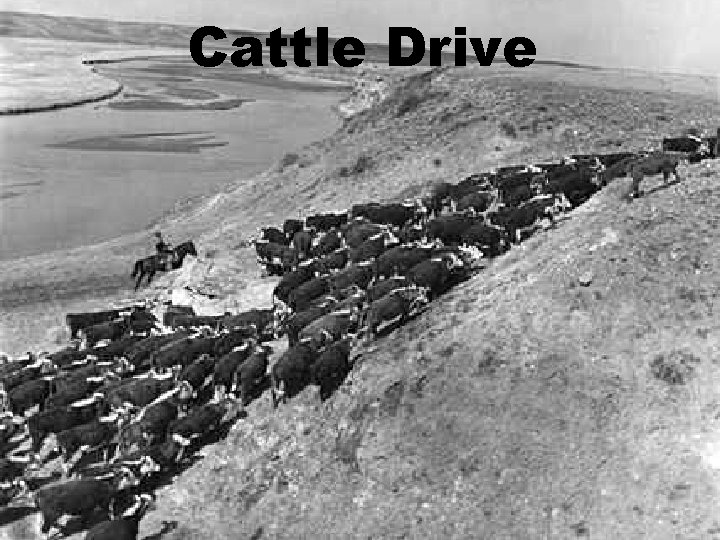 Cattle Drive How to get cattle in Texas to markets in the East? 