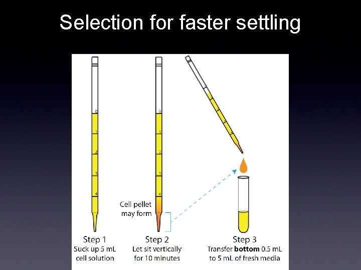 Selection for faster settling 