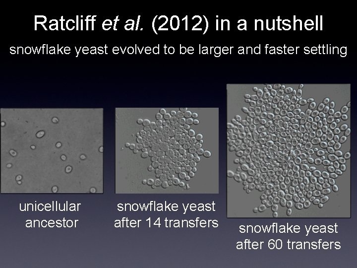 Ratcliff et al. (2012) in a nutshell snowflake yeast evolved to be larger and