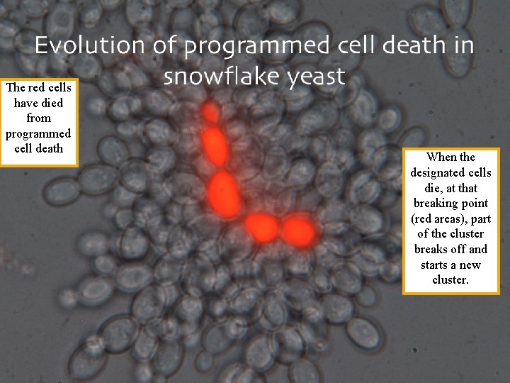The red cells have died from programmed cell death When the designated cells die,