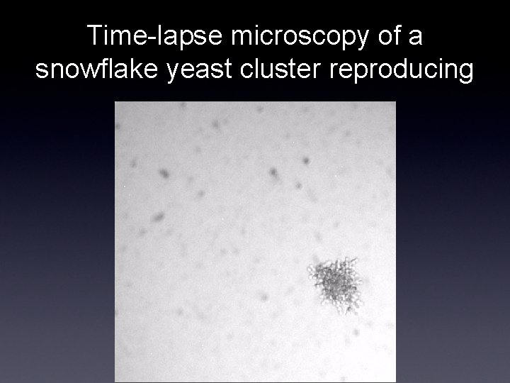 Time-lapse microscopy of a snowflake yeast cluster reproducing 