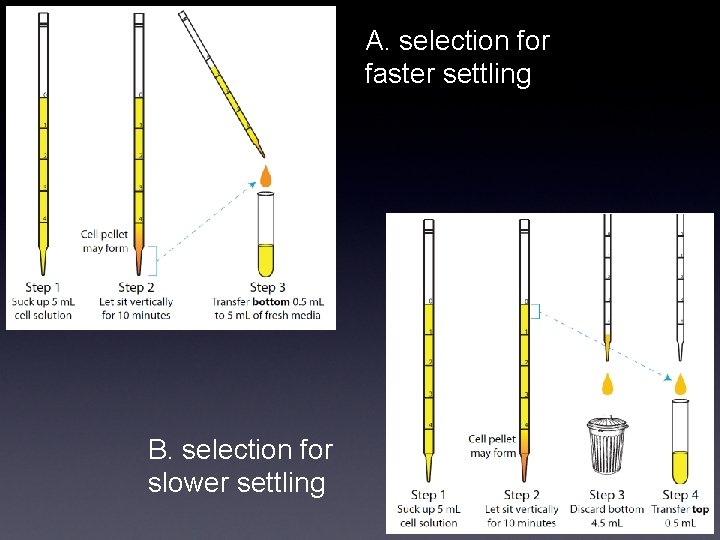 A. selection for faster settling B. selection for slower settling 