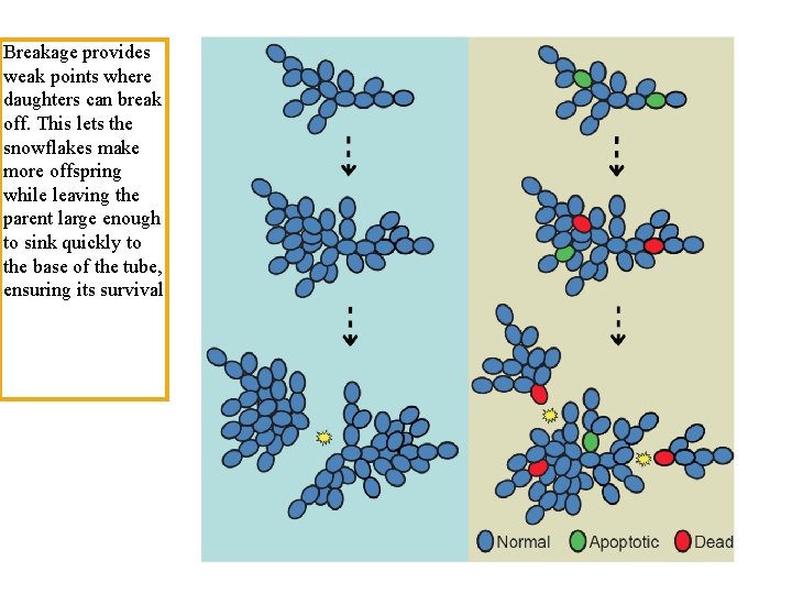 Breakage provides weak points where daughters can break off. This lets the snowflakes make