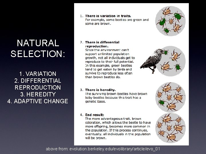 NATURAL SELECTION: 1. VARIATION 2. DIFFERENTIAL REPRODUCTION 3. HEREDITY 4. ADAPTIVE CHANGE above from: