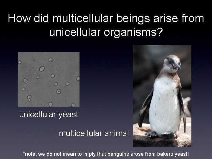How did multicellular beings arise from unicellular organisms? unicellular yeast multicellular animal *note: we