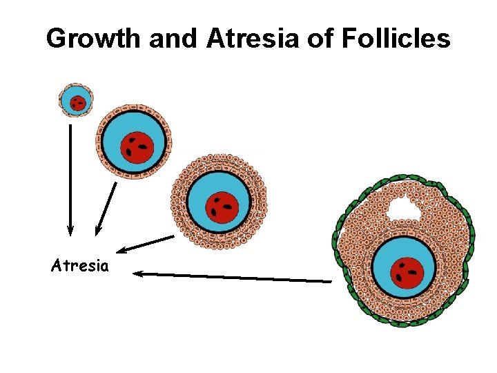Growth and Atresia of Follicles Atresia 