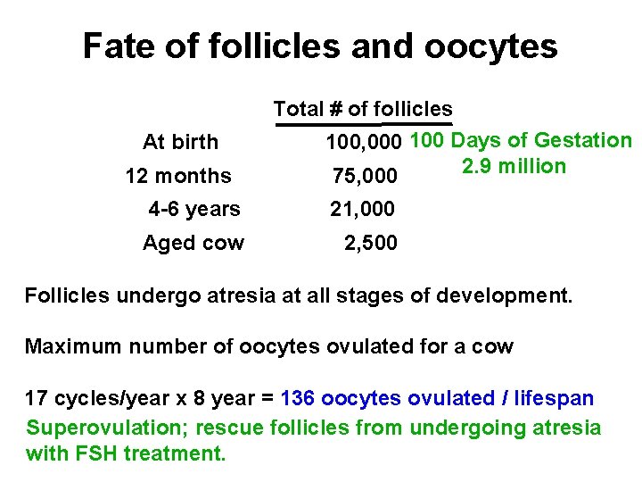Fate of follicles and oocytes At birth 12 months Total # of follicles 100,