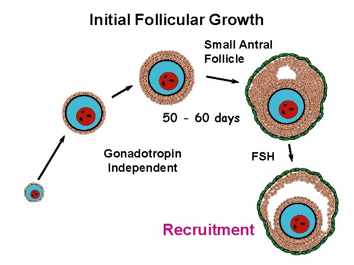 Initial Follicular Growth Small Antral Follicle 50 - 60 days Gonadotropin Independent FSH Recruitment