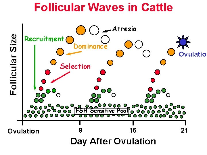 Follicular Waves in Cattle Follicular Size Atresia Recruitment Dominance Ovulation Selection FSH Sensitive Pool