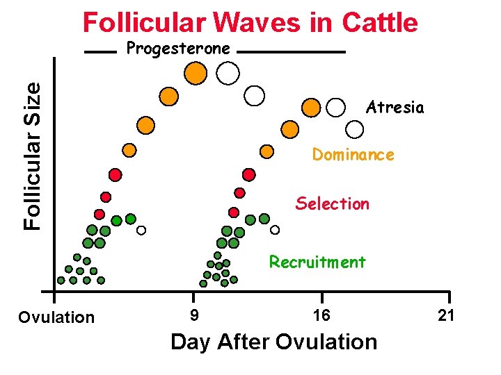 Follicular Waves in Cattle Follicular Size Progesterone Atresia Dominance Selection Recruitment Ovulation 9 16