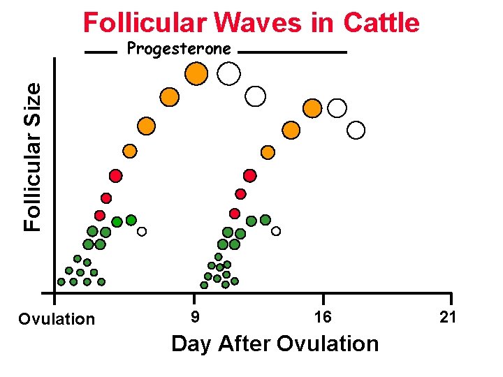 Follicular Waves in Cattle Follicular Size Progesterone Ovulation 9 16 Day After Ovulation 21