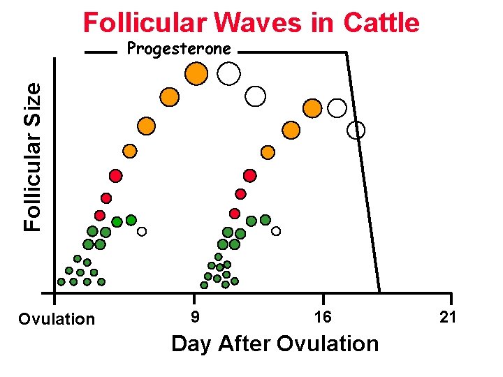 Follicular Waves in Cattle Follicular Size Progesterone Ovulation 9 16 Day After Ovulation 21