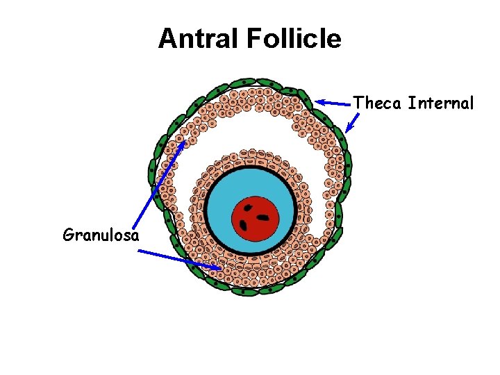 Antral Follicle Theca Internal Granulosa 