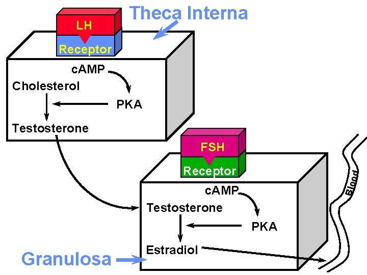 LH Theca Interna Receptor c. AMP Cholesterol PKA Testosterone FSH Bloo d Receptor c.