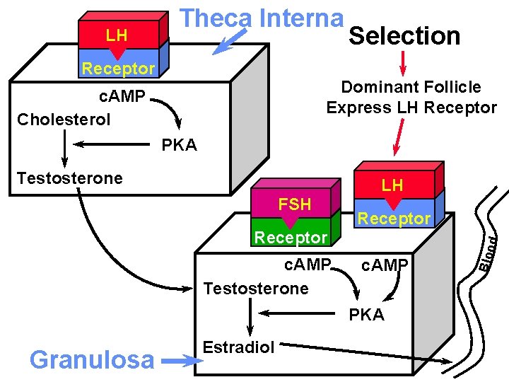 LH Theca Interna Receptor Selection Dominant Follicle Express LH Receptor c. AMP Cholesterol PKA