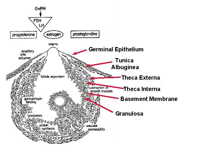 Germinal Epithelium Tunica Albuginea Theca Externa Theca Interna Basement Membrane Granulosa 