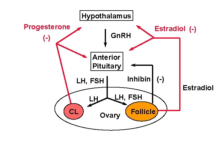 Hypothalamus Progesterone (-) Gn. RH Estradiol (-) Anterior Pituitary Inhibin (-) LH, FSH LH