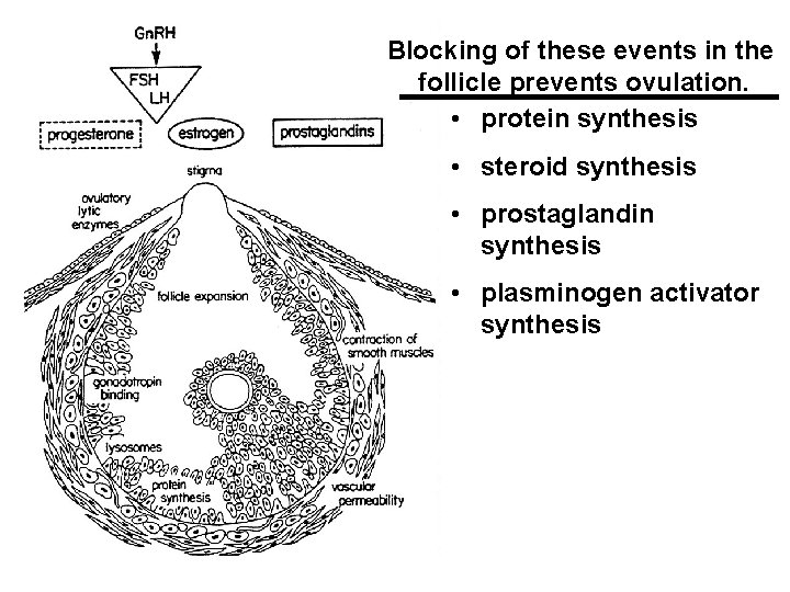 Blocking of these events in the follicle prevents ovulation. • protein synthesis • steroid