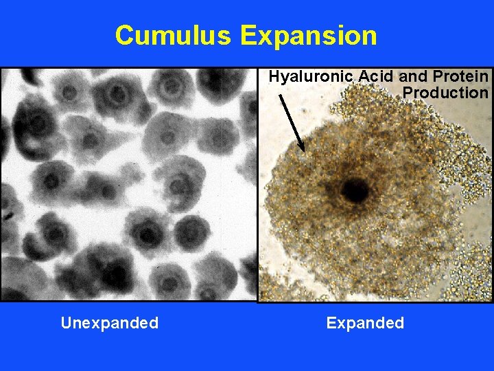 Cumulus Expansion Hyaluronic Acid and Protein Production Unexpanded Expanded 